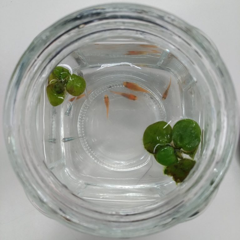 遺書のごたぁ
