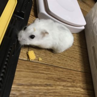 忽那ですけどカブフェスで漫才三昧だったんですけど