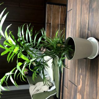 観葉植物の話
