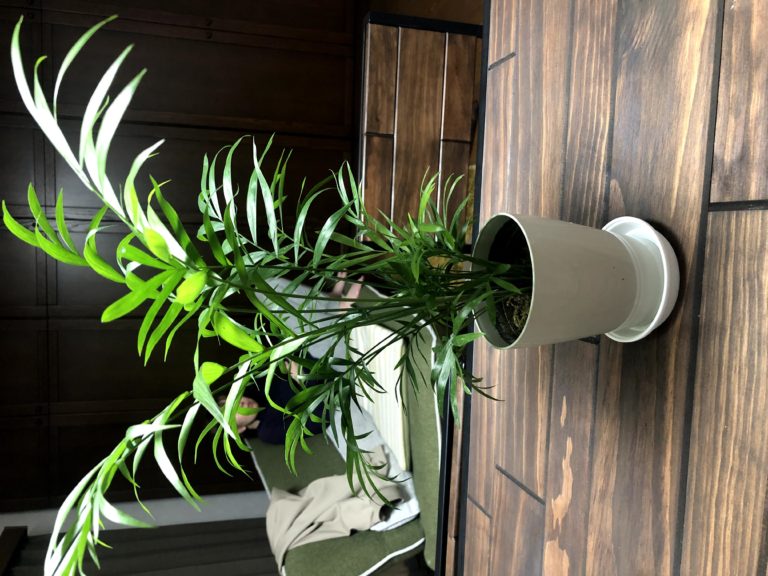 観葉植物の話