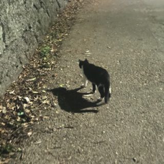音
